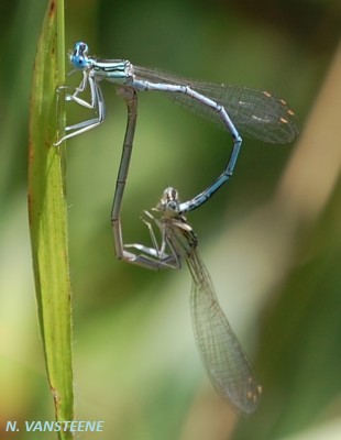 Platycnemis pennipes